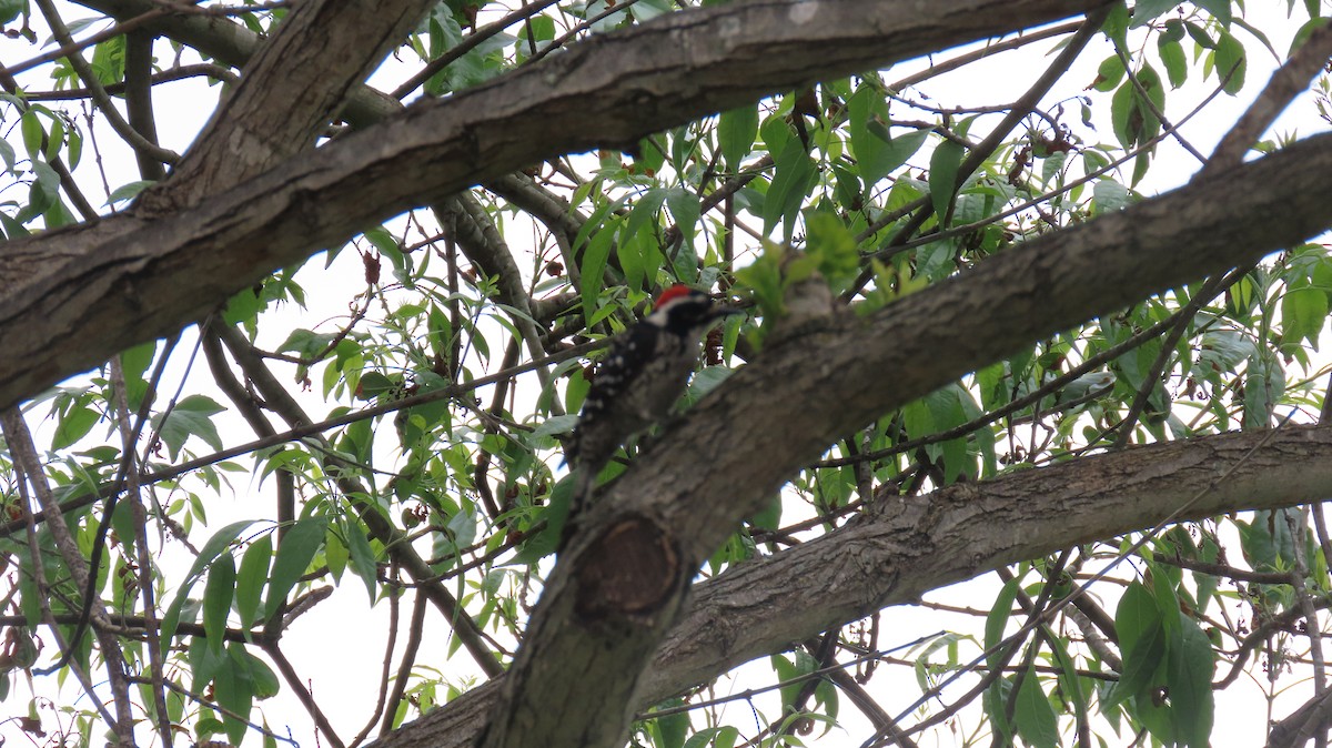Nuttall's Woodpecker - ML618524314
