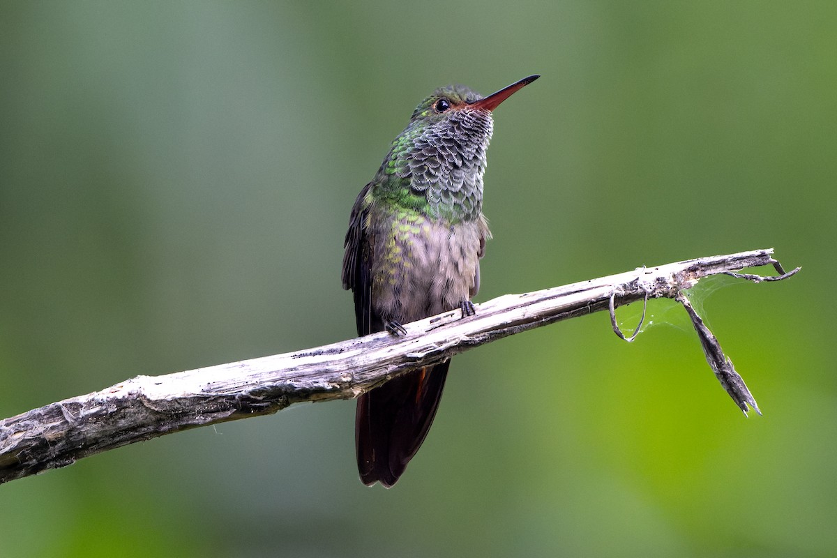 Rufous-tailed Hummingbird - ML618524355