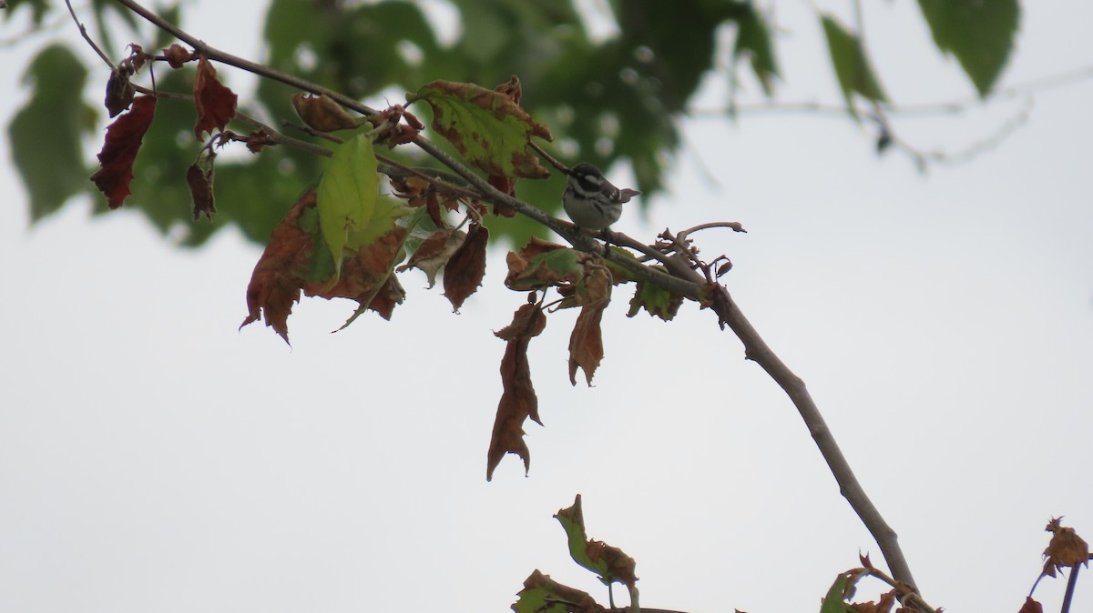 Black-throated Gray Warbler - ML618524387