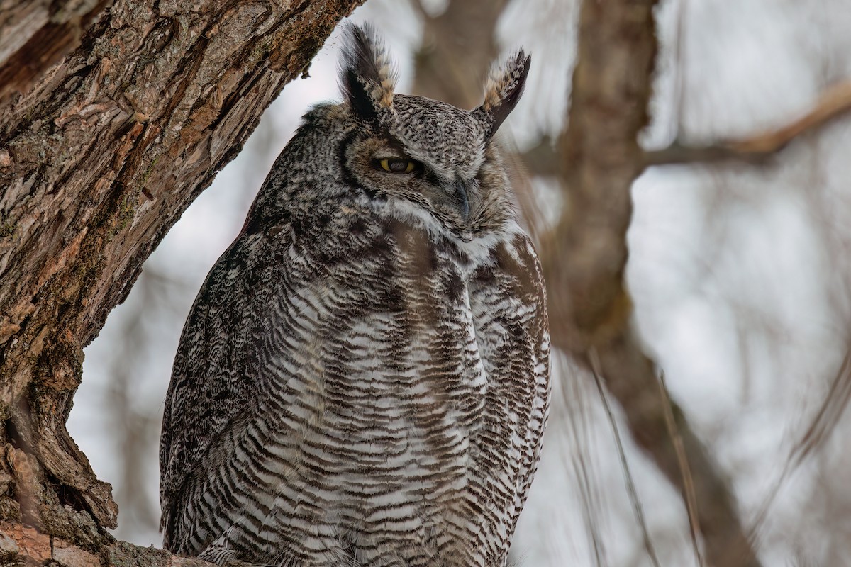 Great Horned Owl - Laval Roy