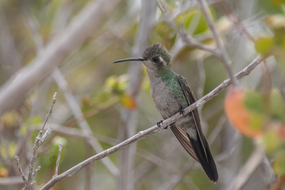kolibřík kubánský - ML618524465