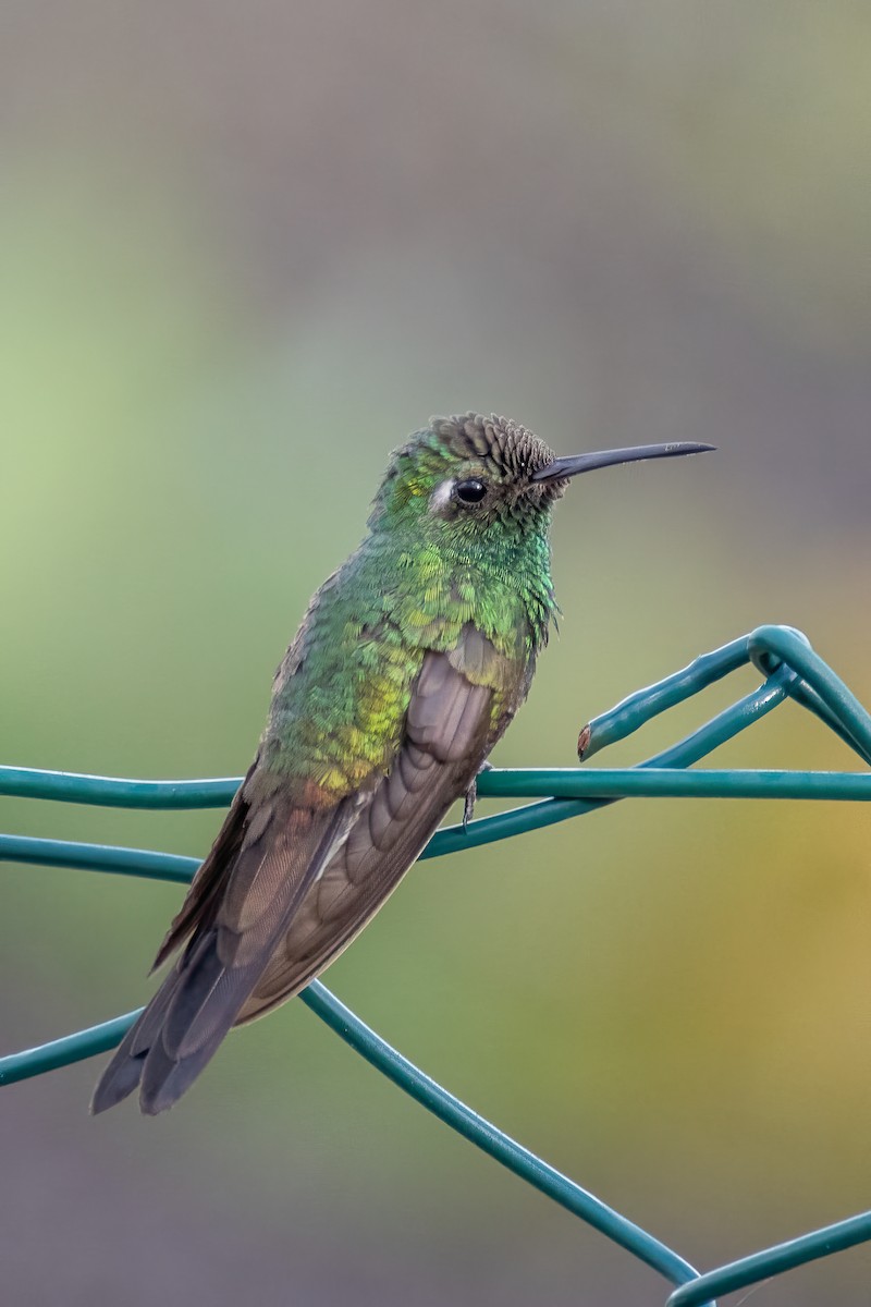 kolibřík kubánský - ML618524468