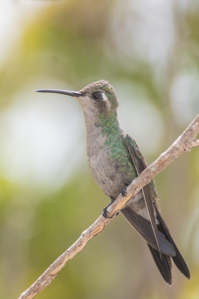 kolibřík kubánský - ML618524470
