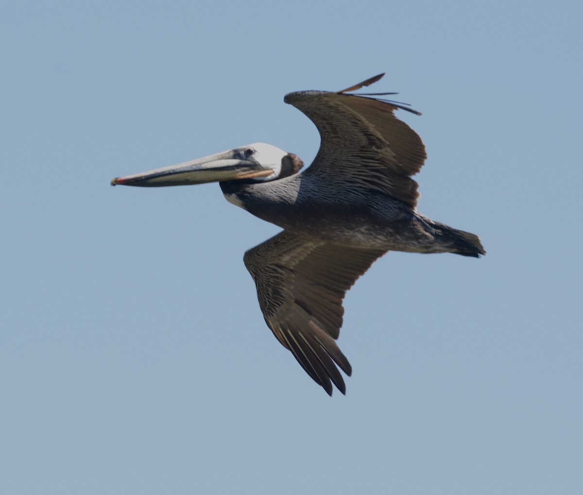 pelikán hnědý - ML618524480