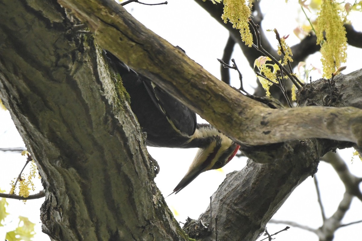 Pileated Woodpecker - ML618524488