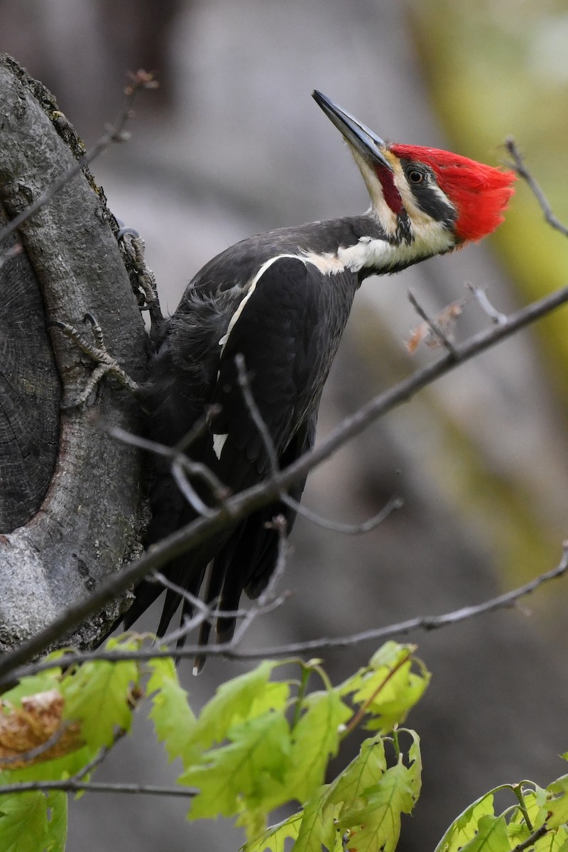 Pileated Woodpecker - ML618524489