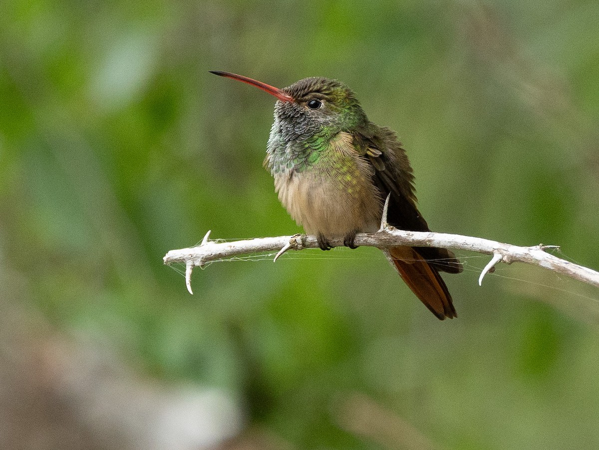 Buff-bellied Hummingbird - ML618524502