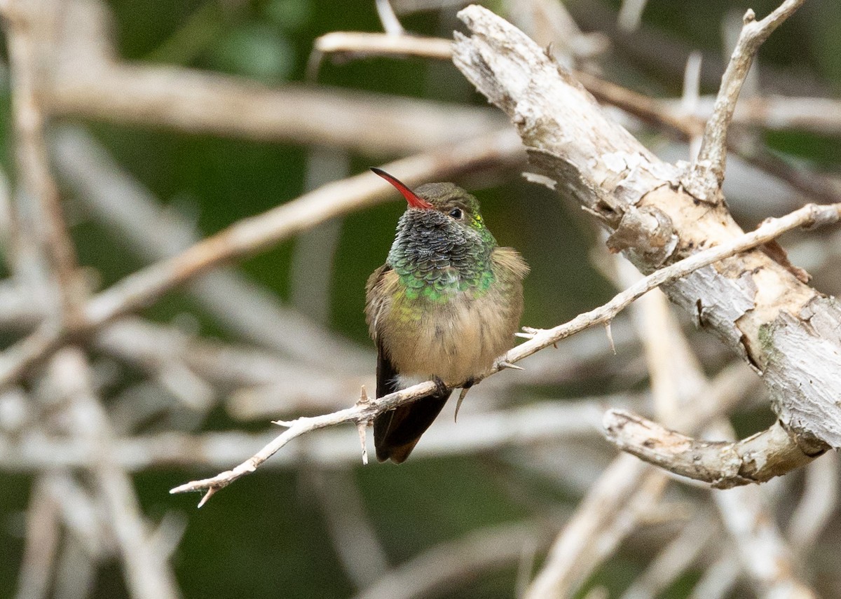 Buff-bellied Hummingbird - ML618524504