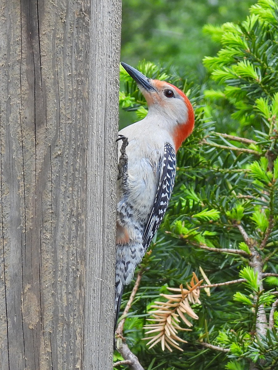 Red-bellied Woodpecker - C. Luke