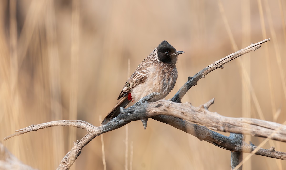 Red-vented Bulbul - ML618524534
