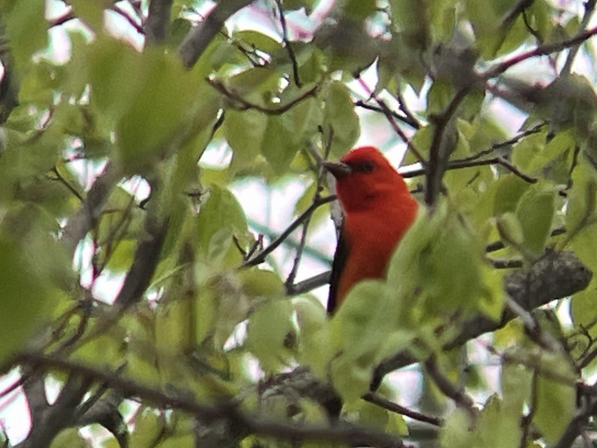 Scarlet Tanager - ML618524540