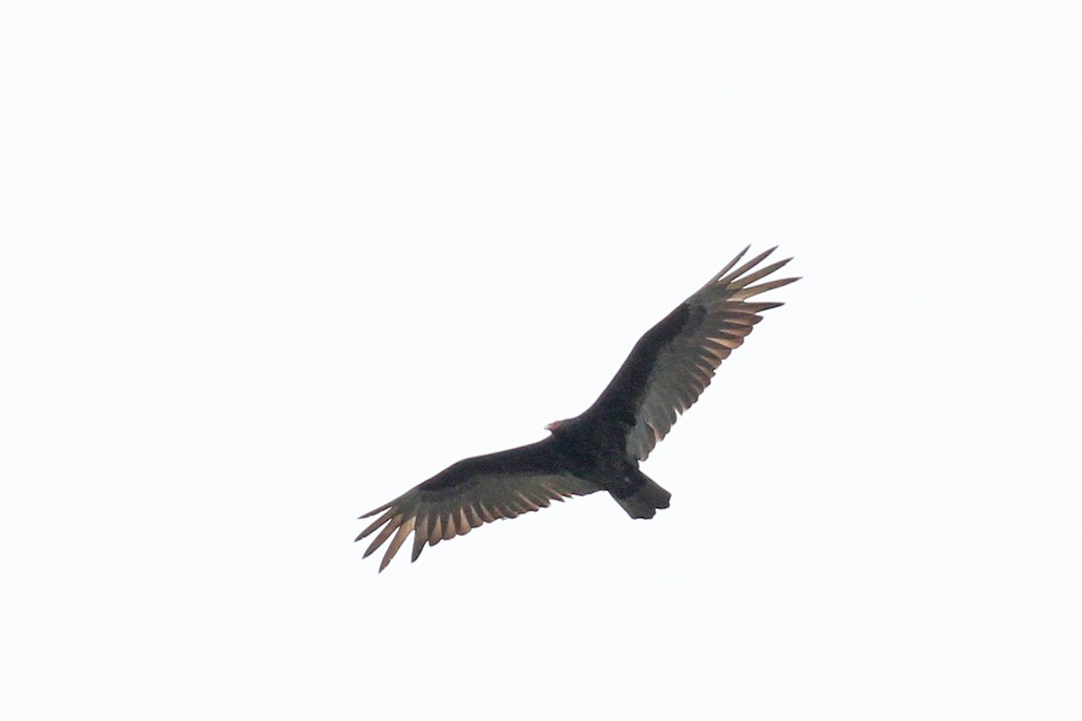 Turkey Vulture - ML618524547