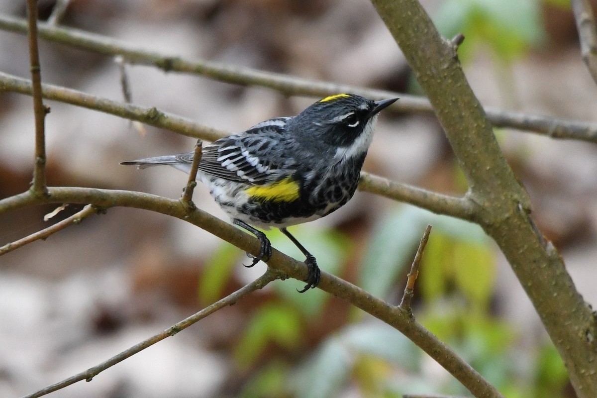 Yellow-rumped Warbler (Myrtle) - ML618524610