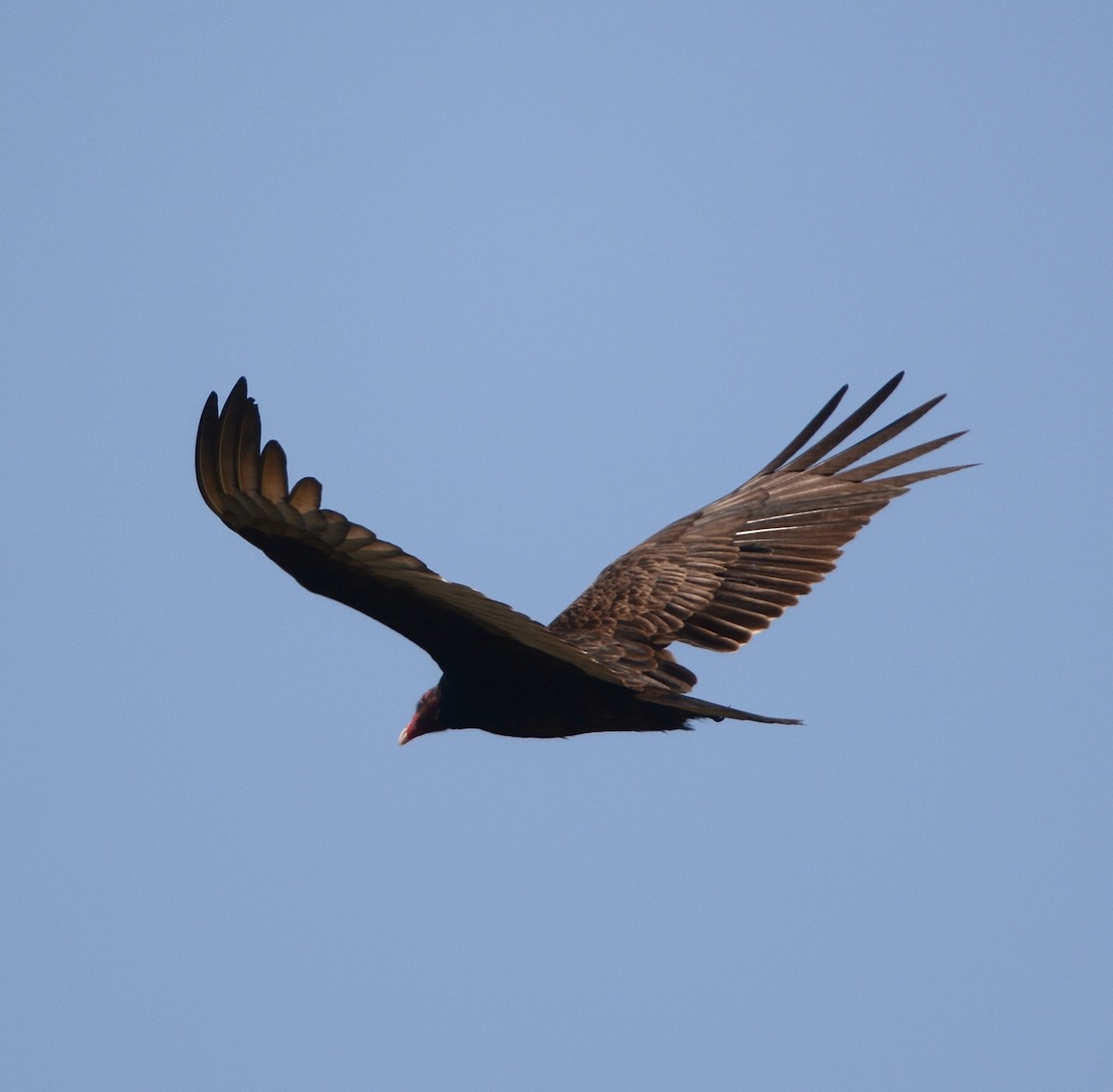 Turkey Vulture - ML618524618