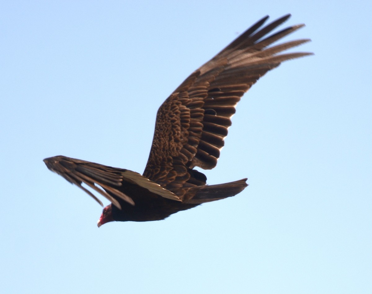 Turkey Vulture - Jim Margitan