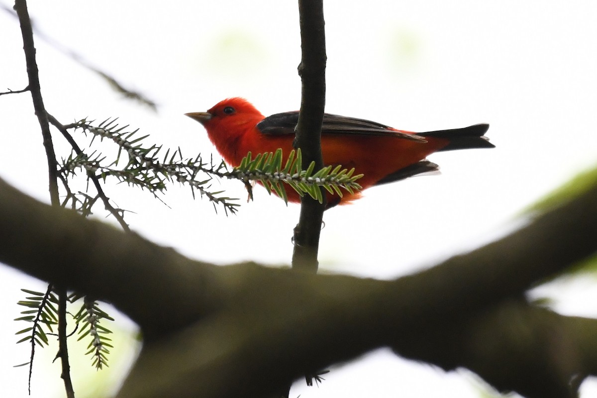 Scarlet Tanager - ML618524633