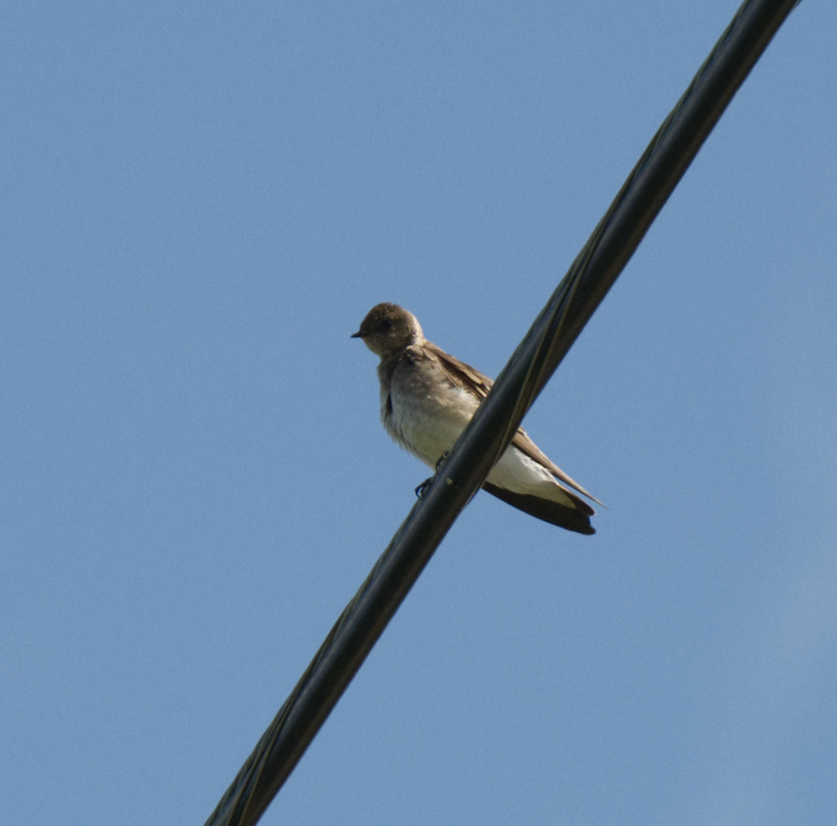 Northern Rough-winged Swallow - ML618524704