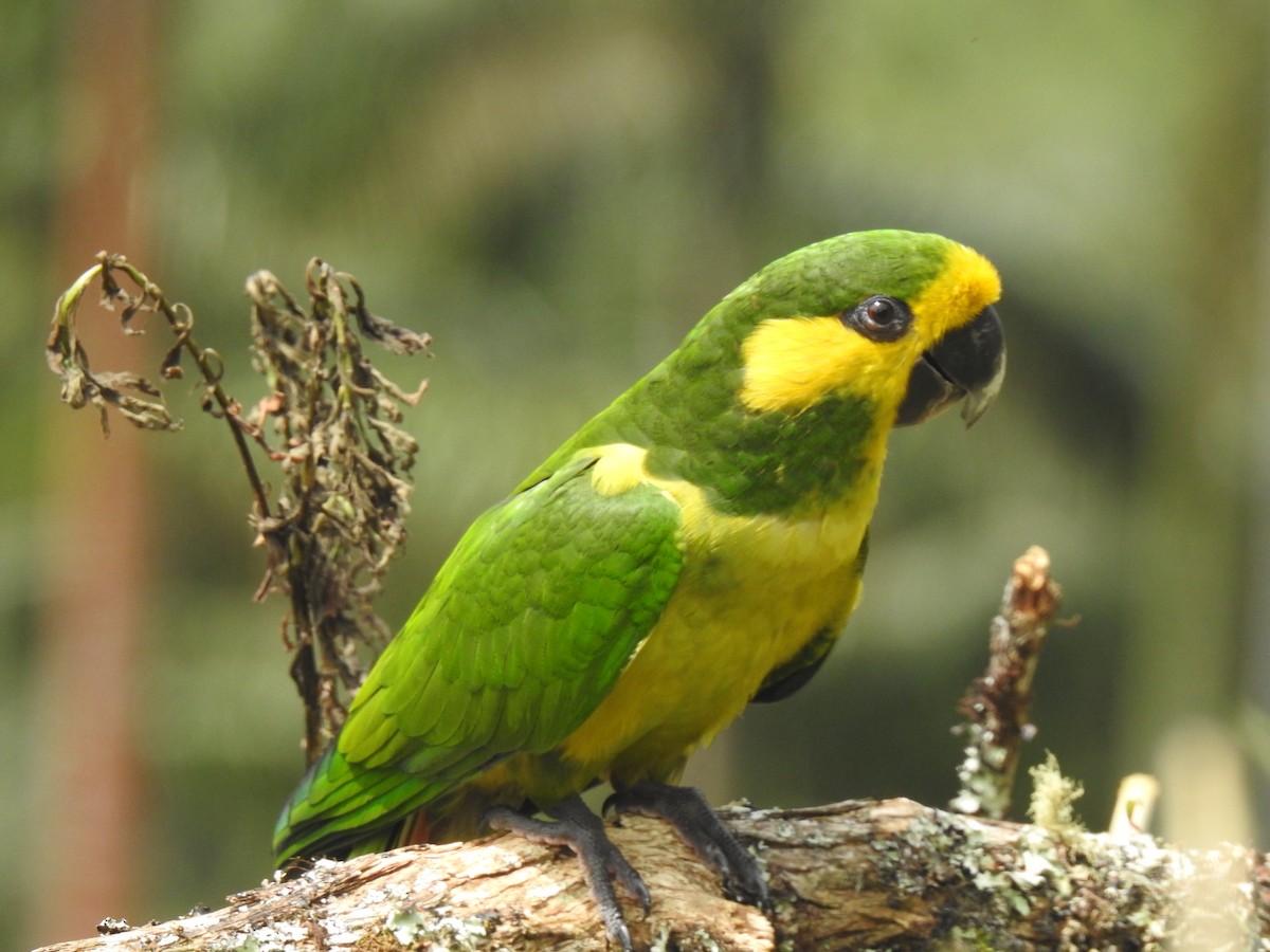 Yellow-eared Parrot - ML618524714