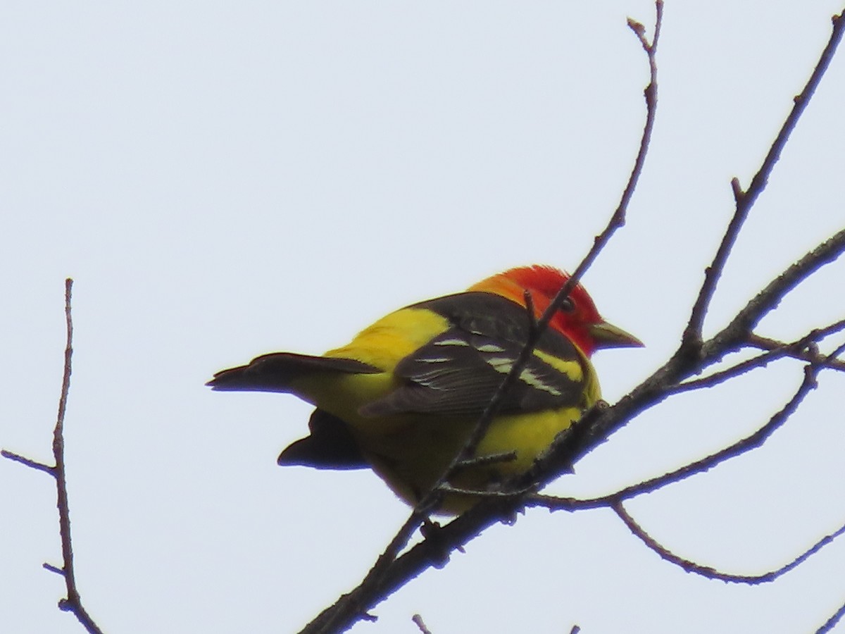 Western Tanager - ML618524719