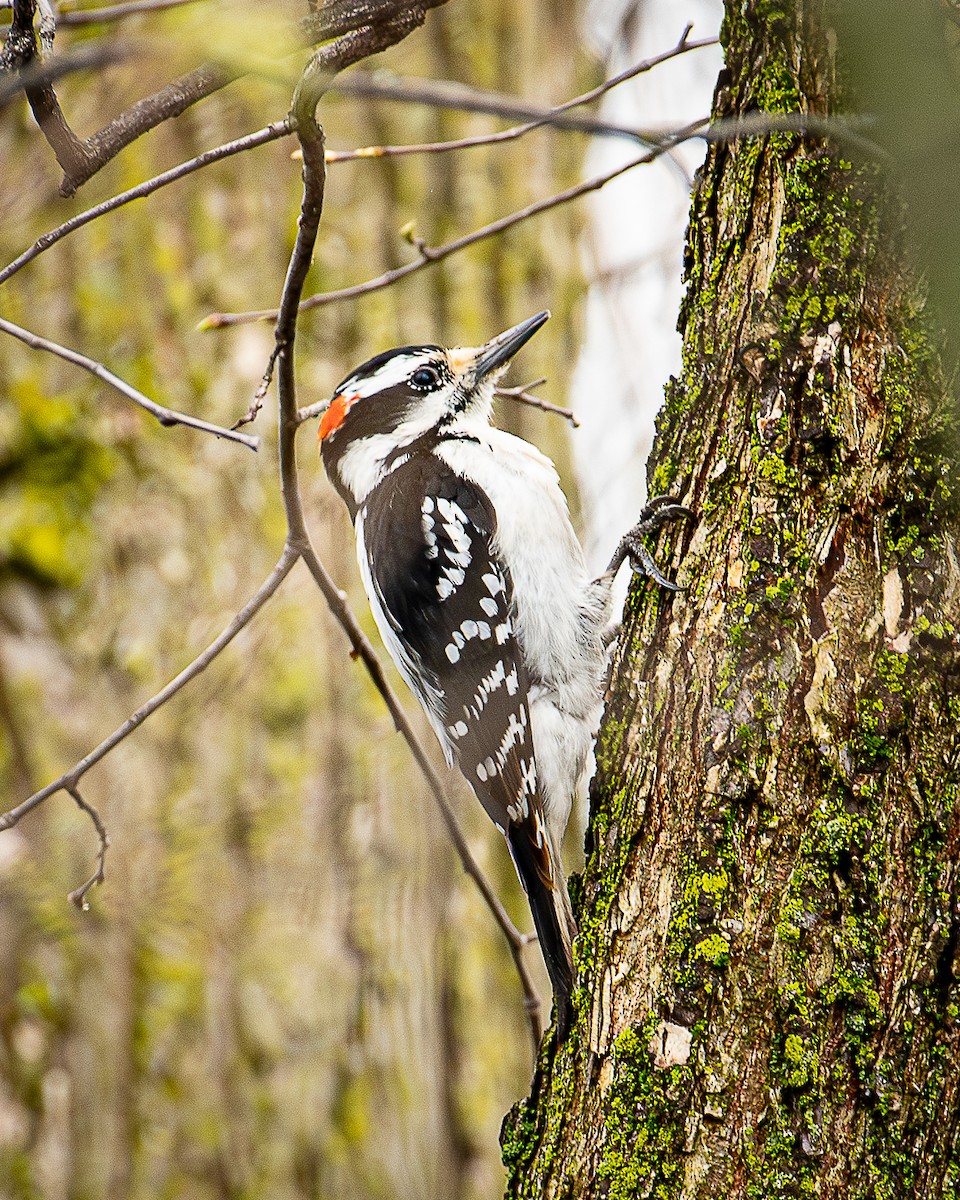 Hairy Woodpecker - ML618524747