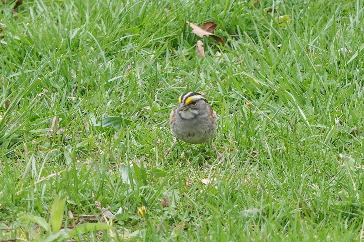 White-throated Sparrow - Karen Clifford