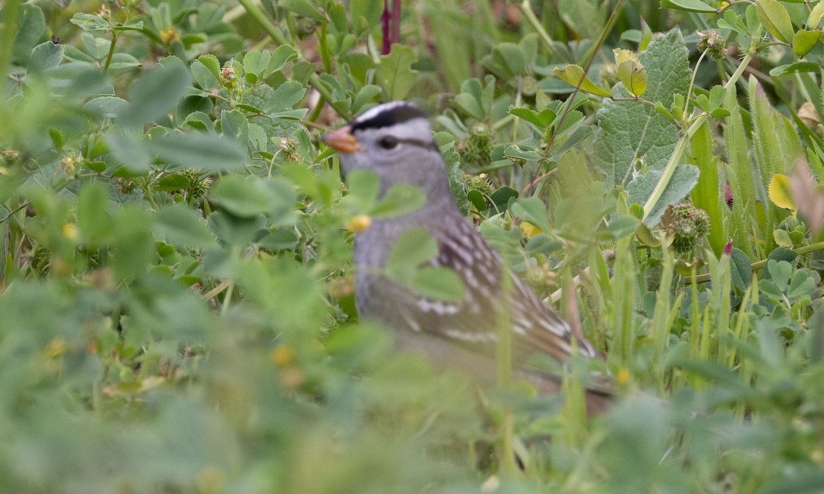 White-crowned Sparrow (Gambel's) - ML618524774