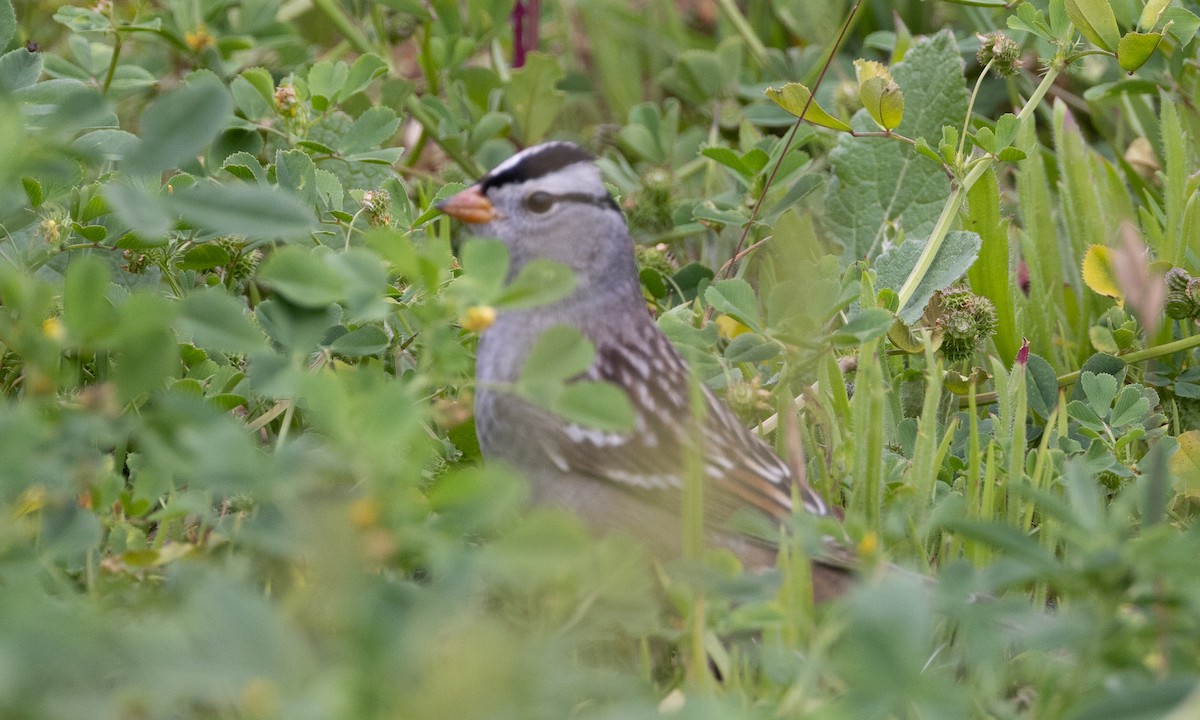 White-crowned Sparrow (Gambel's) - ML618524775