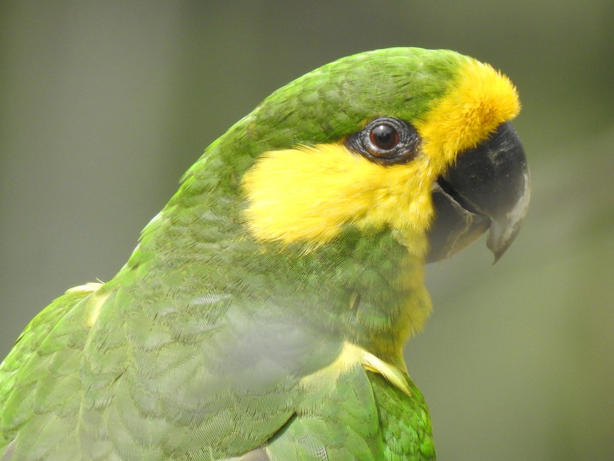 Yellow-eared Parrot - ML618524782