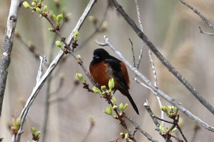Orchard Oriole - ML618524792