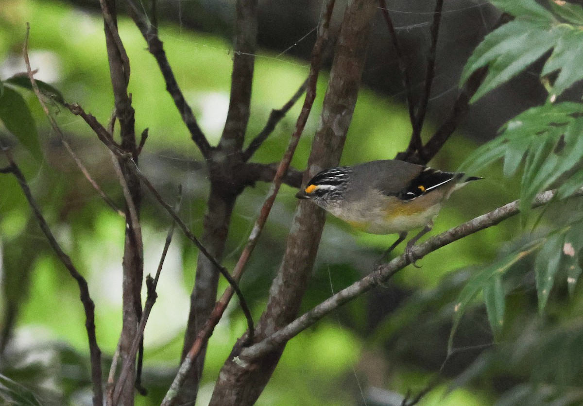 Striated Pardalote (Yellow-tipped) - ML618524842