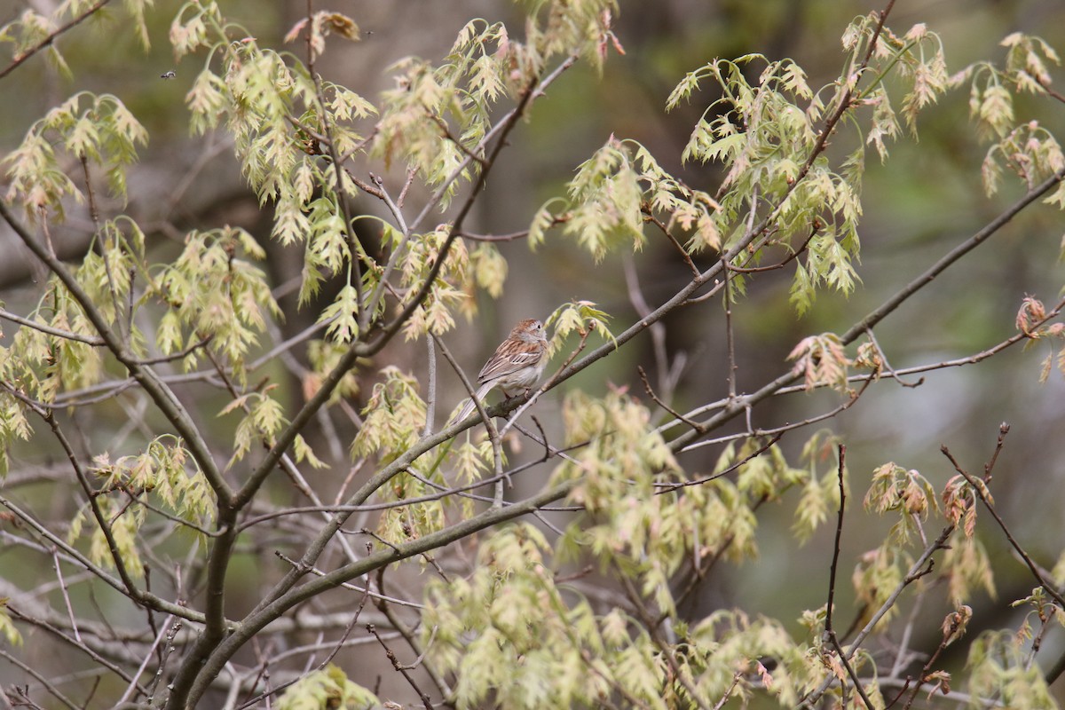 Field Sparrow - Linda Miller