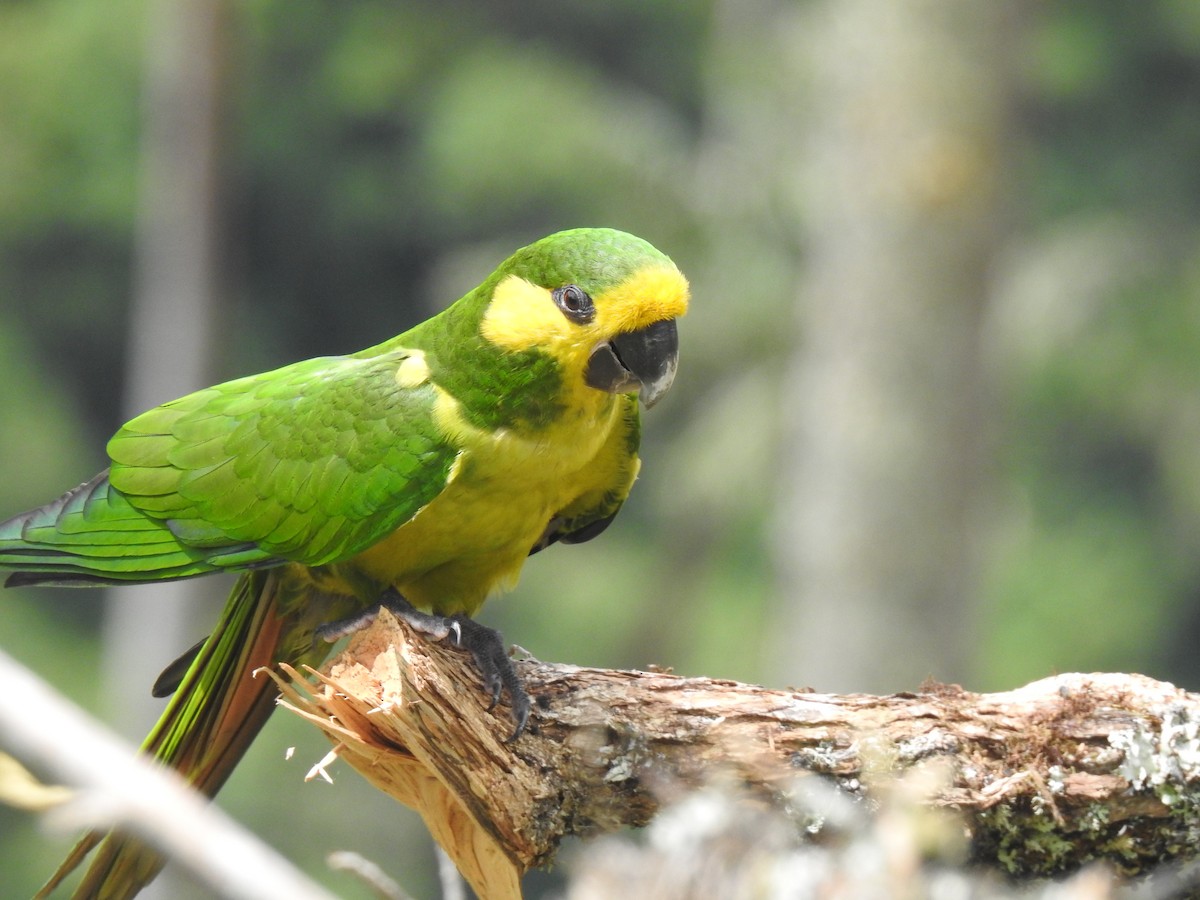 Yellow-eared Parrot - ML618524859
