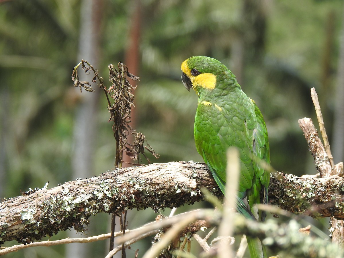 Yellow-eared Parrot - ML618524861