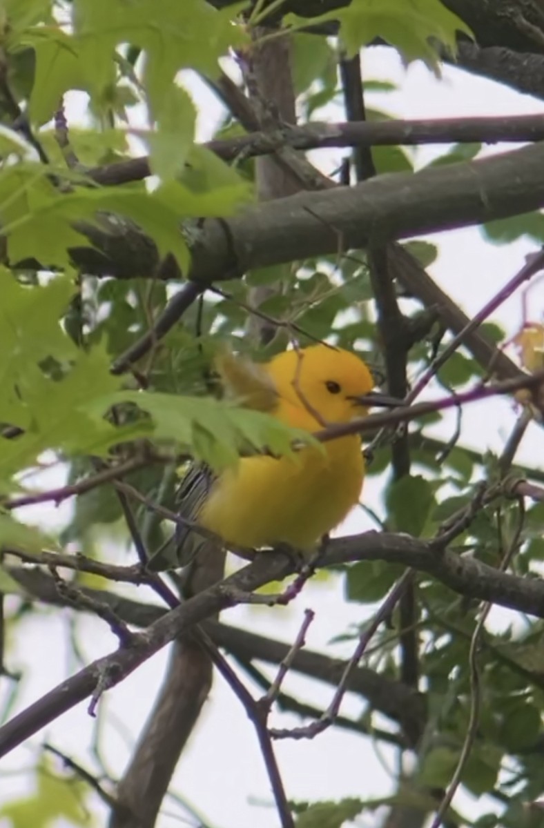 Prothonotary Warbler - ML618524873