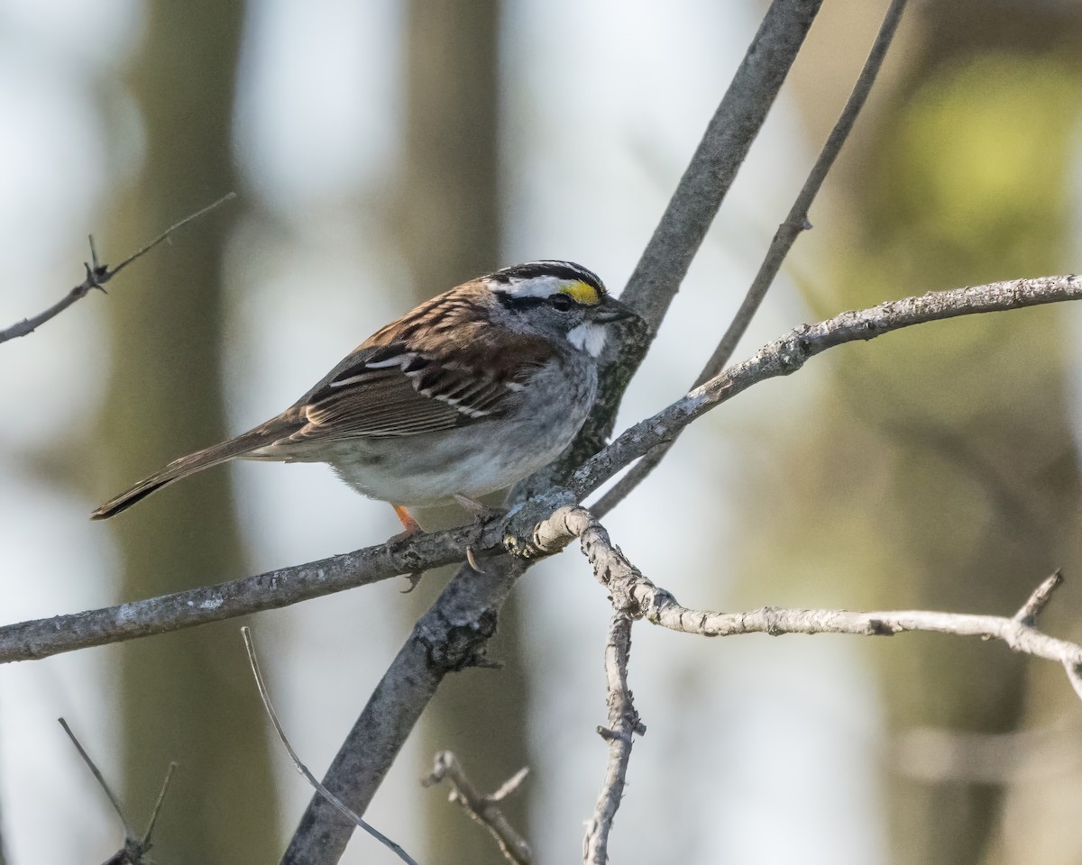 White-throated Sparrow - ML618524899