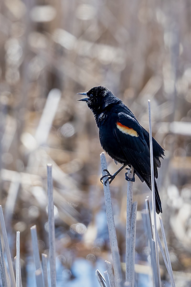 Red-winged Blackbird - John Mayer