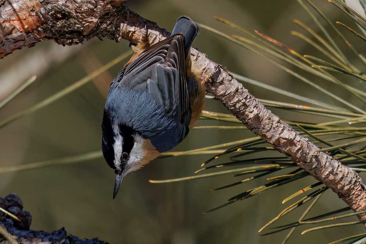 Red-breasted Nuthatch - ML618524904