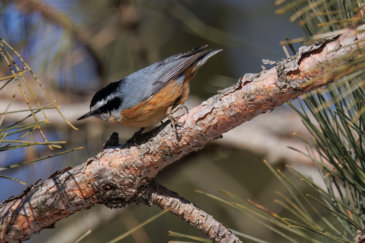 Red-breasted Nuthatch - ML618524905