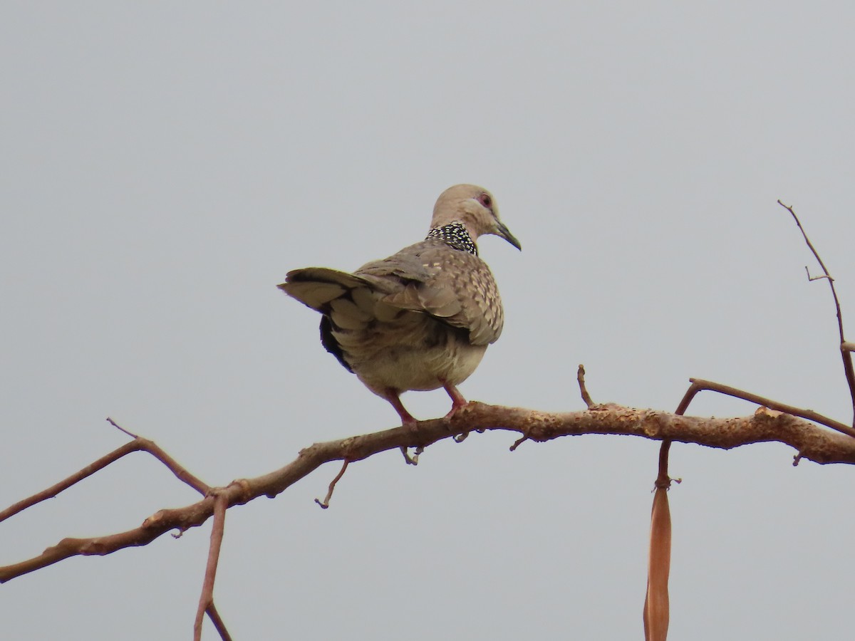 Spotted Dove - ML618524907