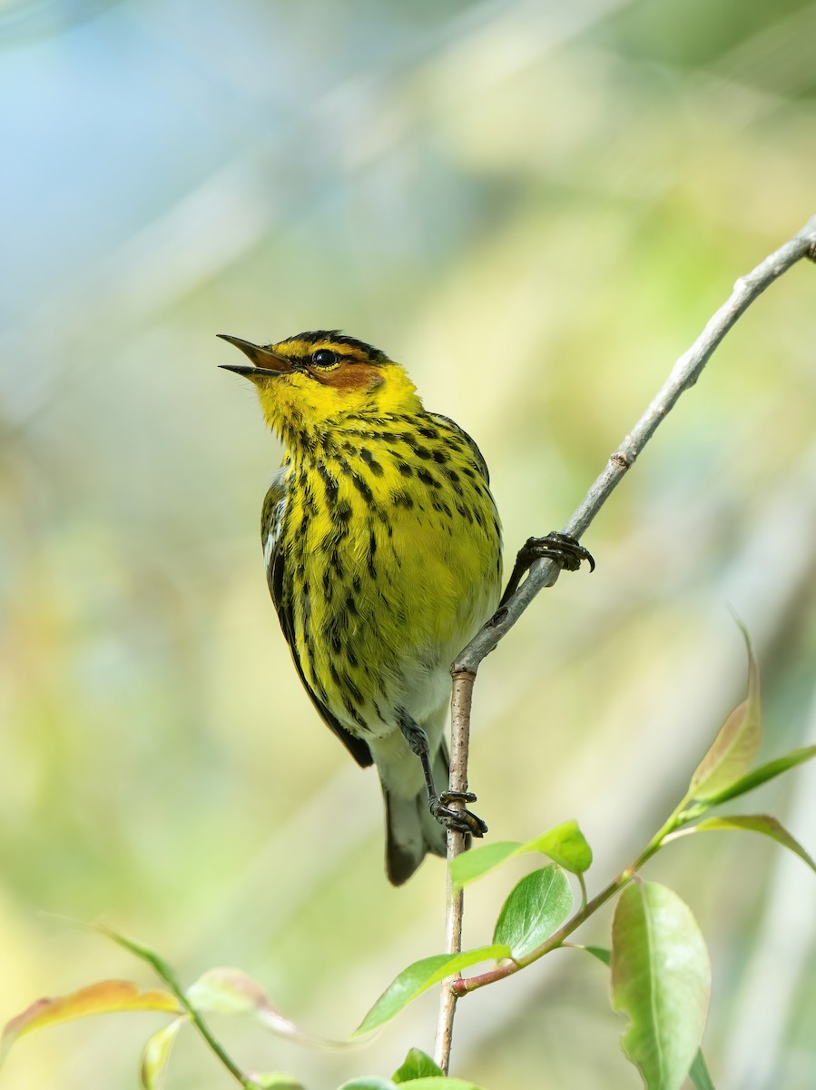 Cape May Warbler - ML618524918