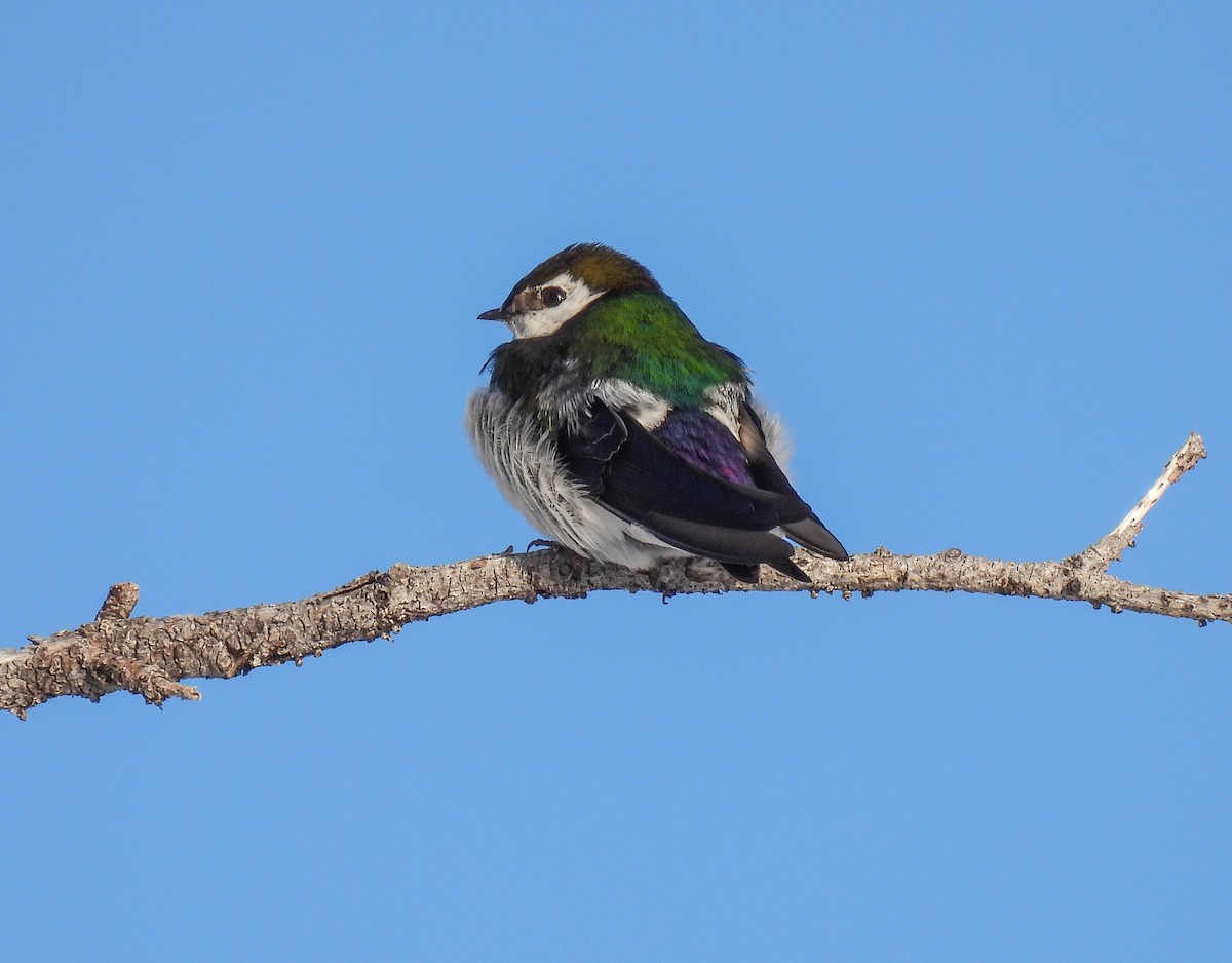 Violet-green Swallow - Sara Gravatt-Wimsatt