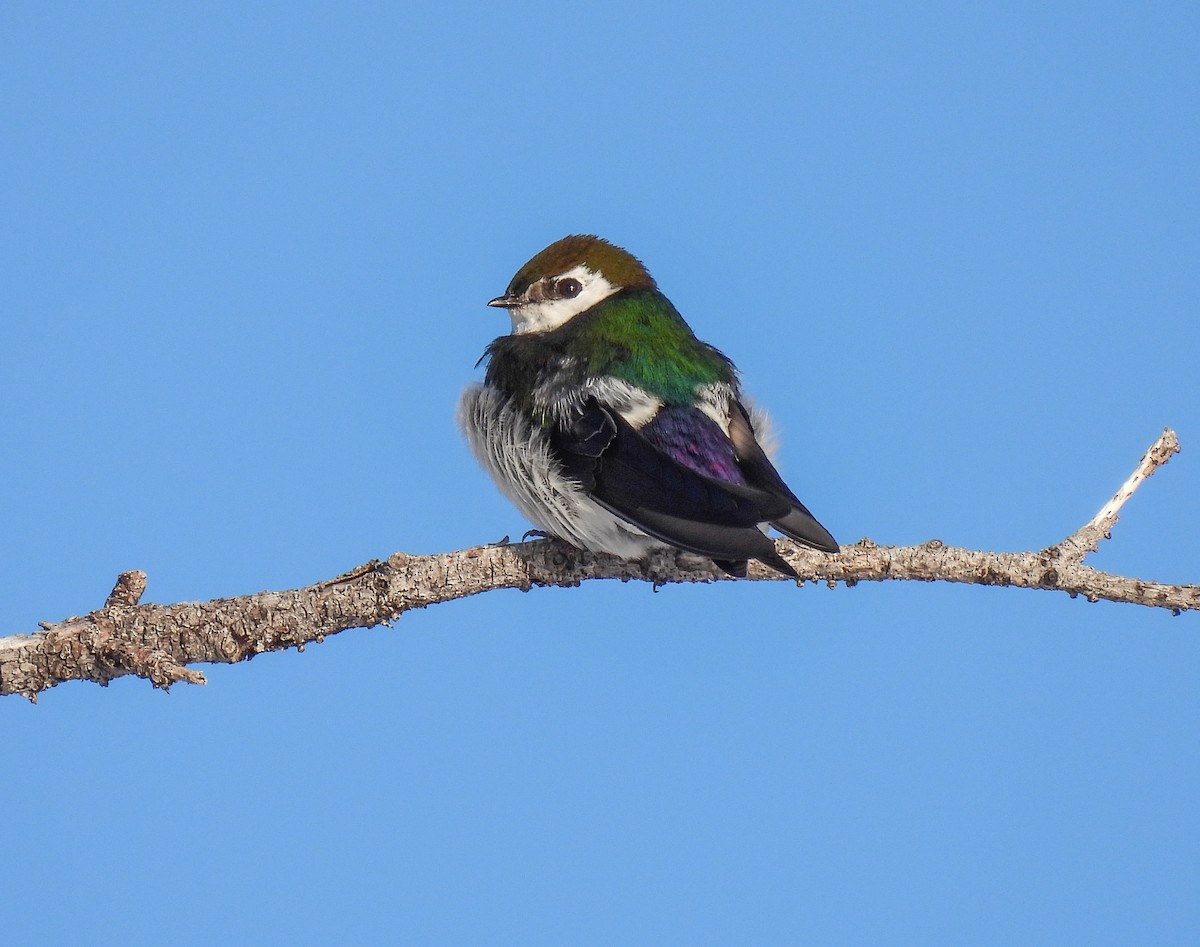 Violet-green Swallow - ML618524944