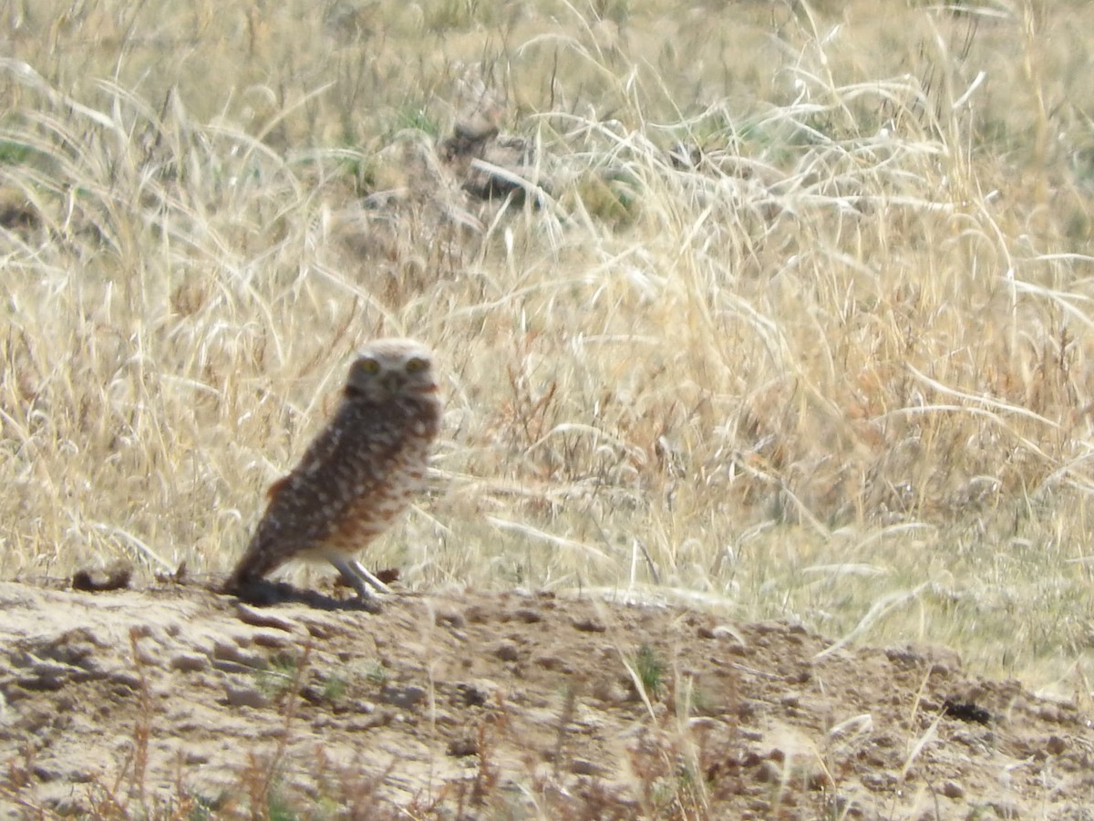 Burrowing Owl - ML618524957