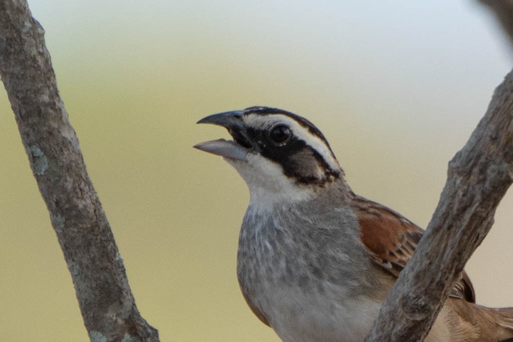 Stripe-headed Sparrow - ML618524959