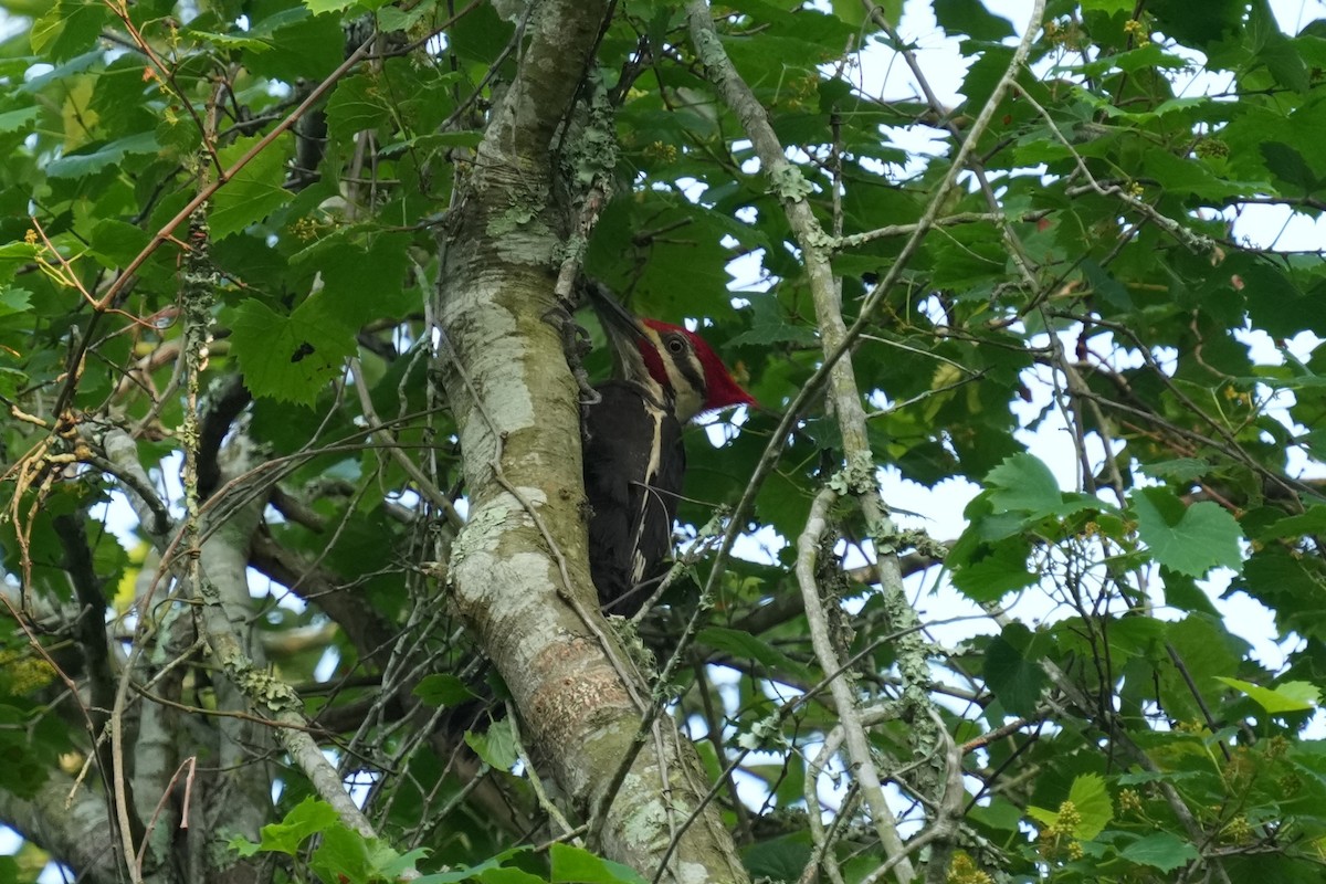 Pileated Woodpecker - ML618524960