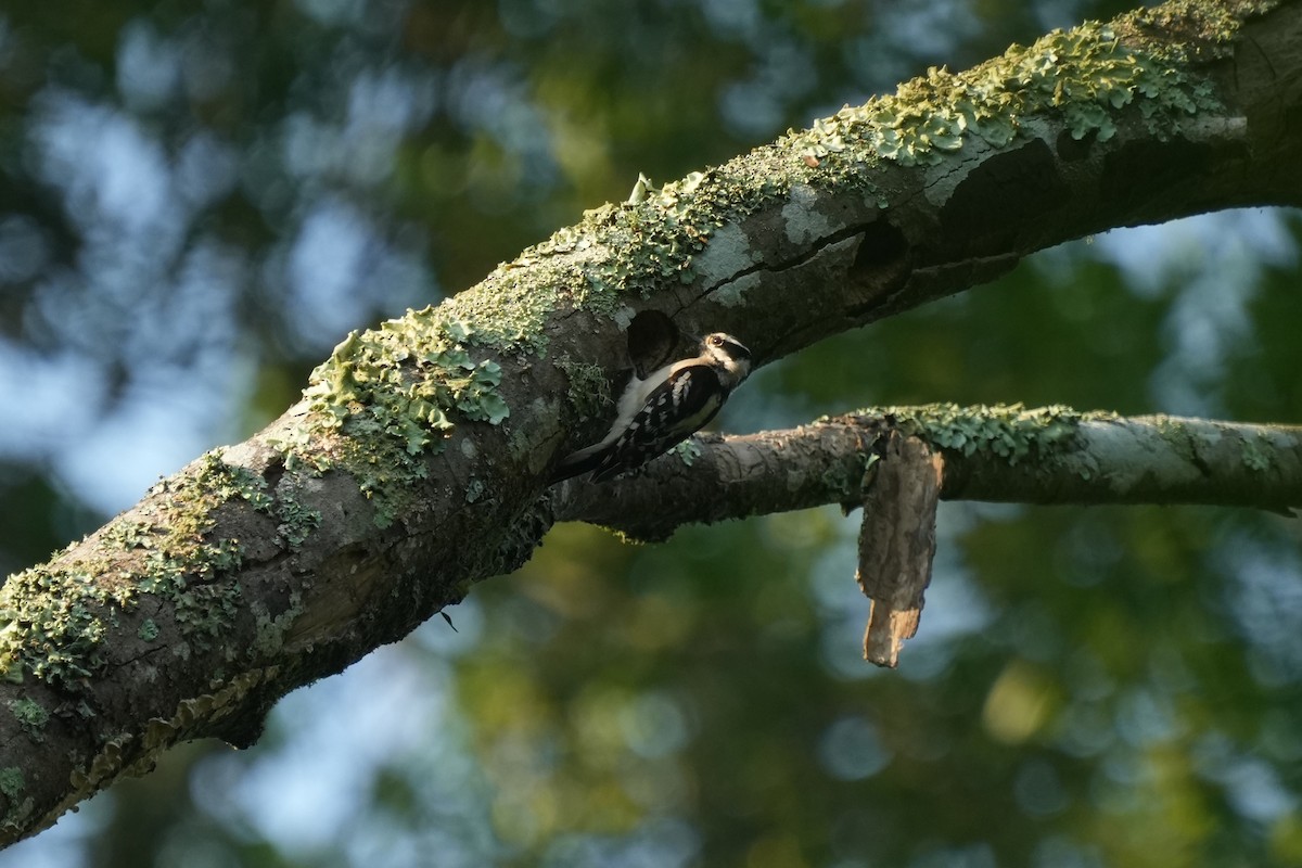 Downy Woodpecker - ML618525041