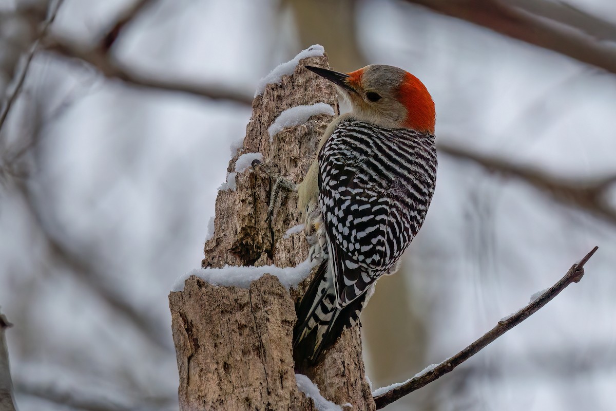 Red-bellied Woodpecker - ML618525075