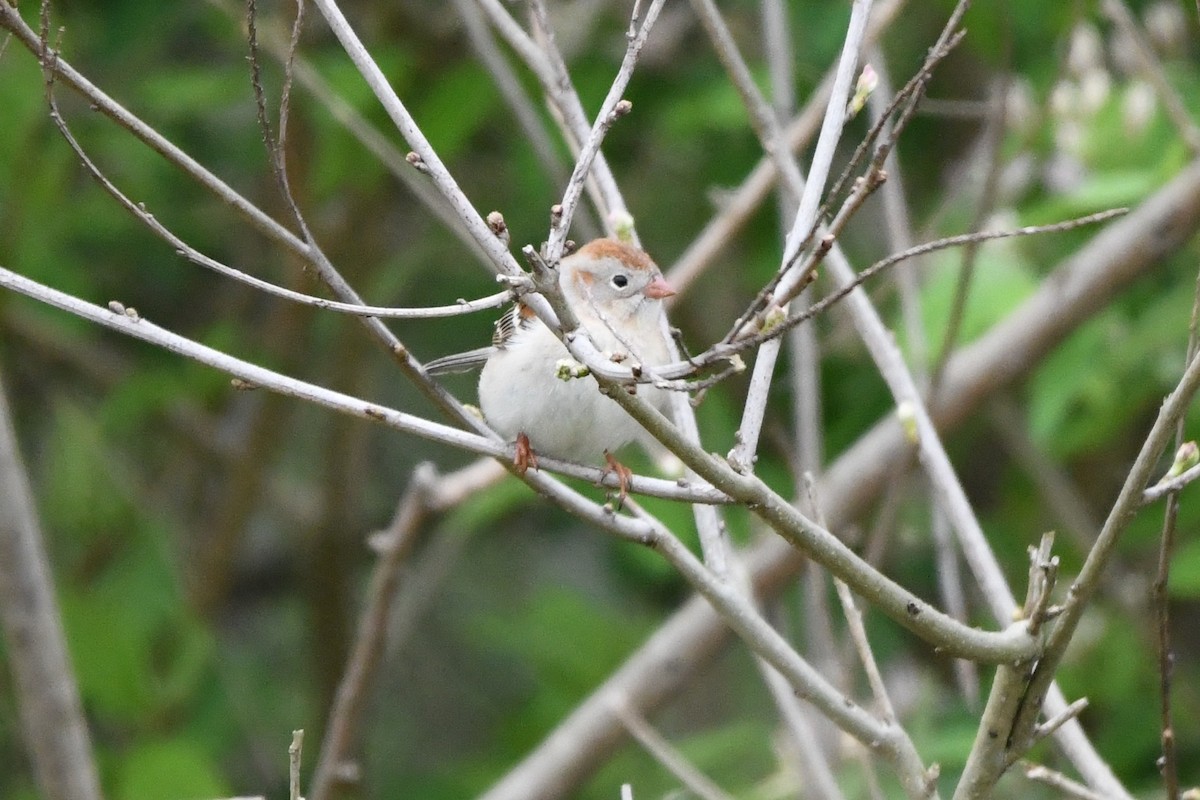 Field Sparrow - ML618525090