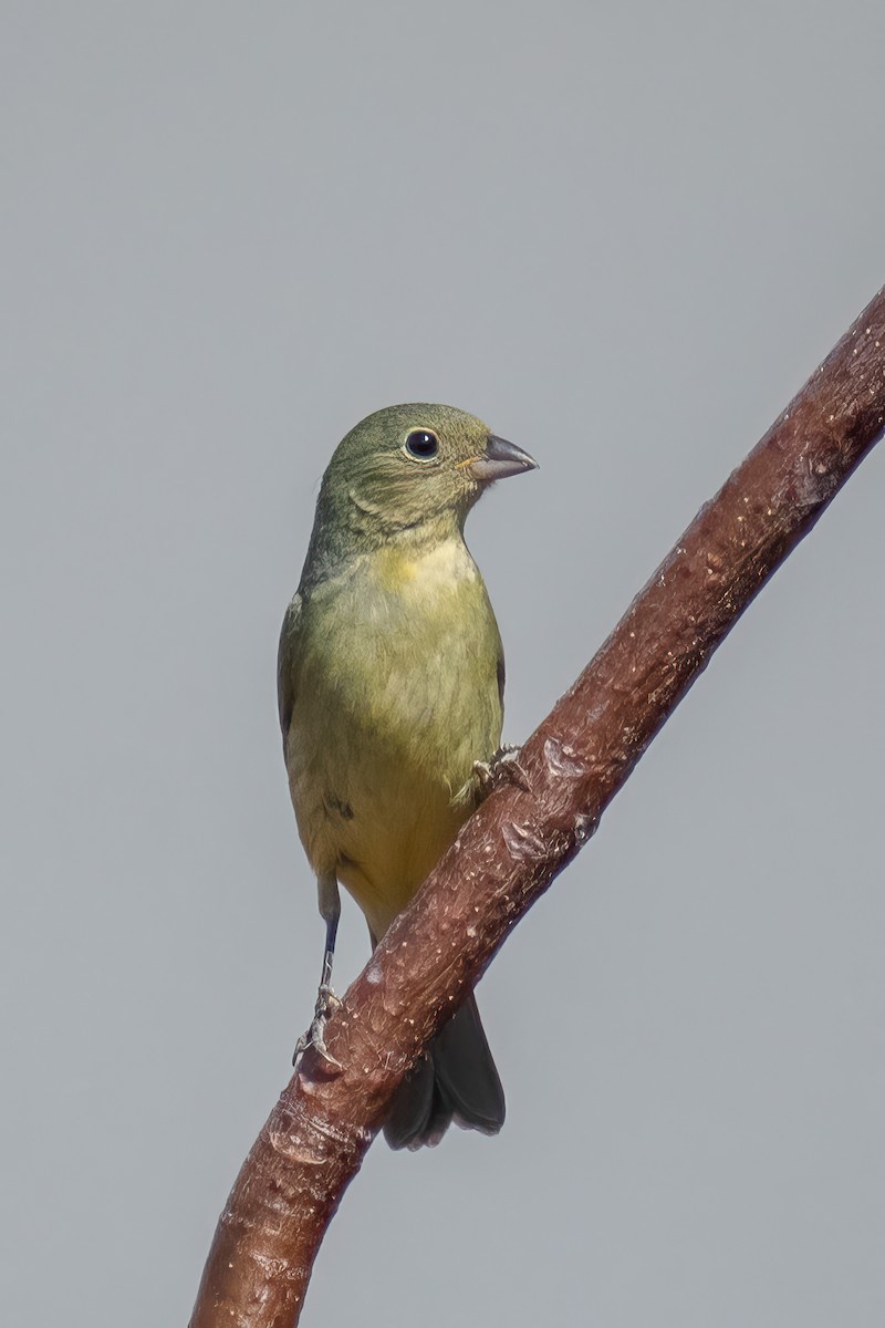 Painted Bunting - ML618525142