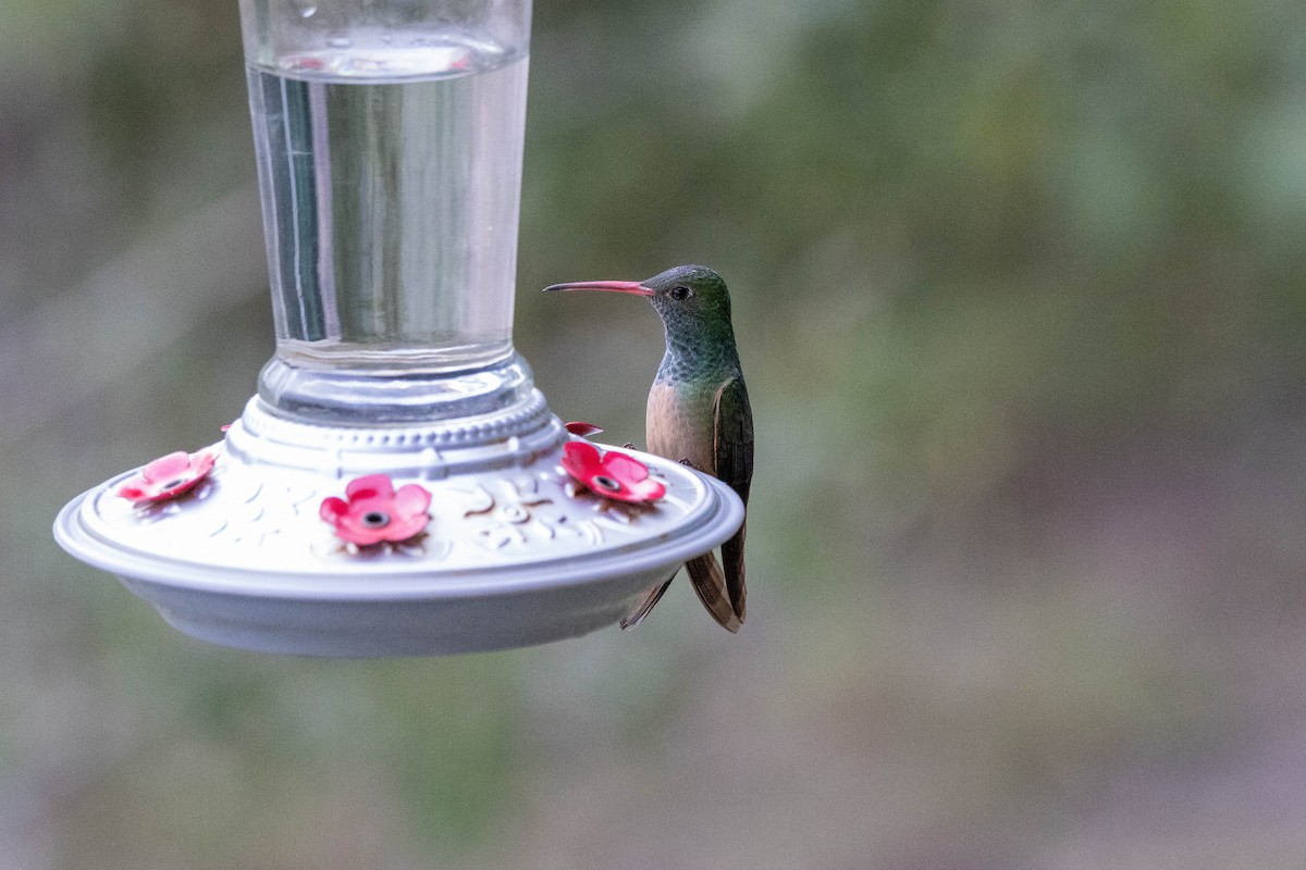 Buff-bellied Hummingbird (Northern) - ML618525169
